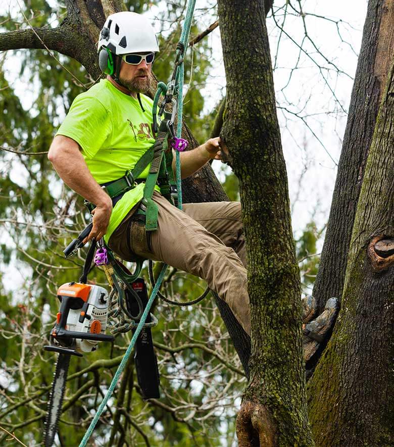 tree services