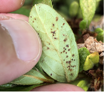 Back of Leaf with spots