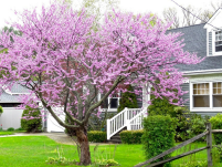 Picture of Cercis Canadensis tree