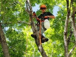 Tree Care Services