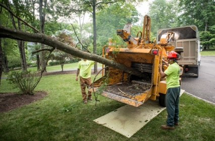 Tree Felling Pietermaritzburg