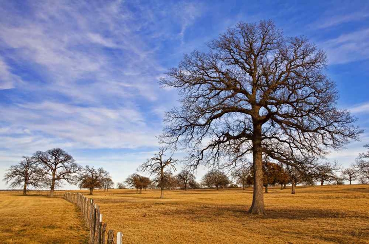 Tree Care Services for Dallas, TX Winters