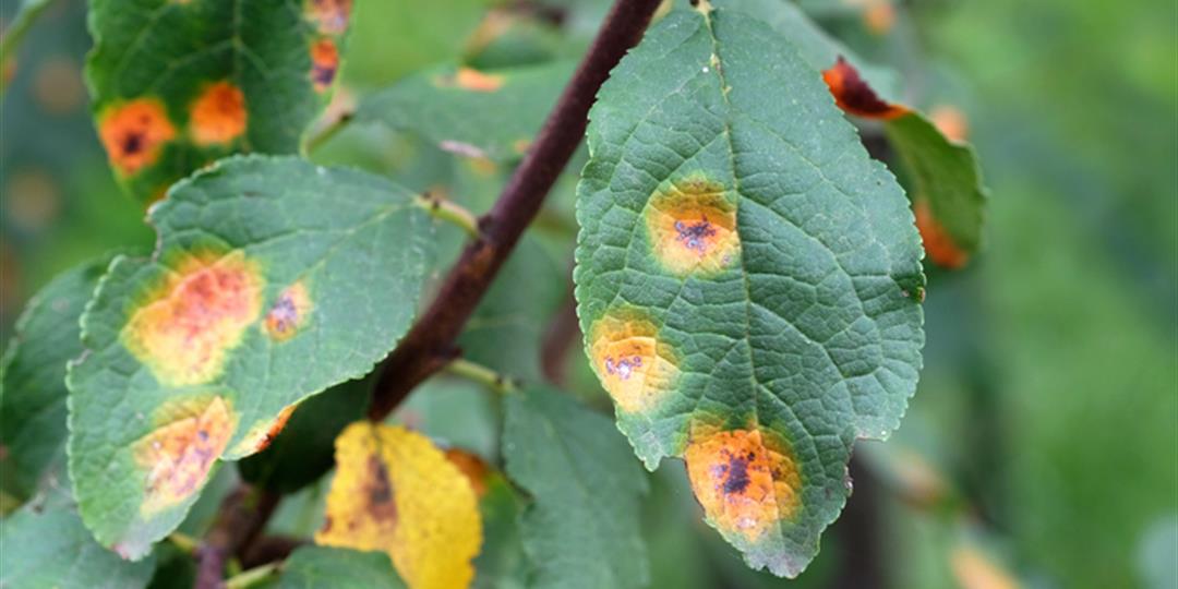 Why Do My Leaves Have Rust Spots? | Monster Tree Service
