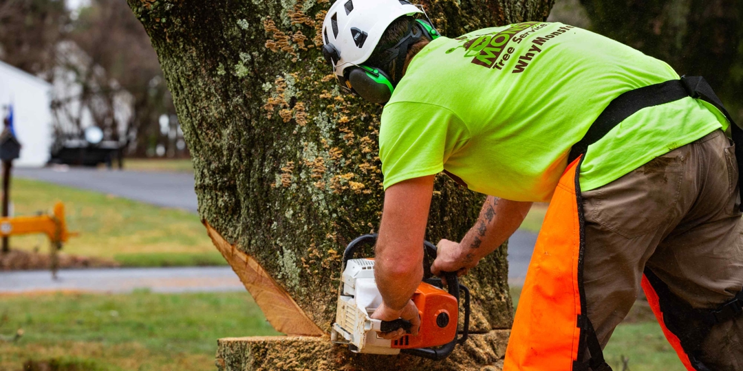 Tree Services