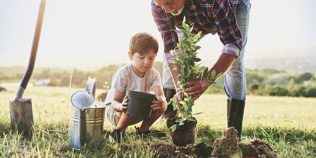 7 Tips for Tree Planting After Stump Grinding And Tree Removal 