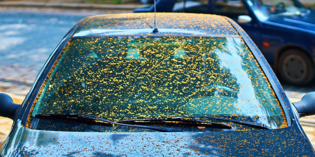 How to Get Sap Off Your Car and More