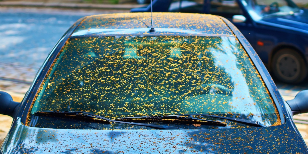 The BEST Tree Sap Removal Product for your Car is? 