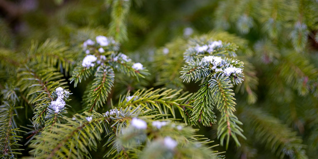 What Happens to Trees in Winter?