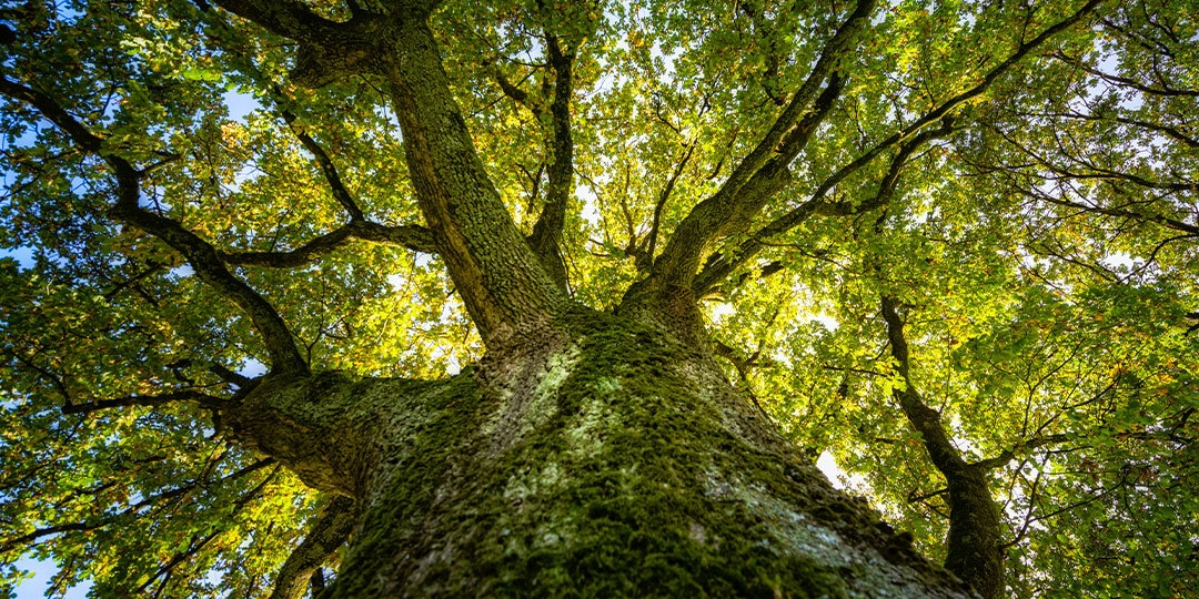 Which Trees Can Live the Longest