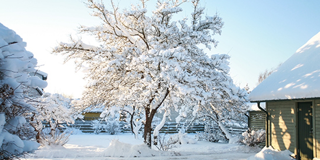 Winter Frost Damage to Plants Tree Care Tips
