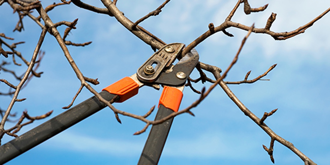 Tree Pruning Hilton Head