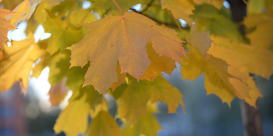 Fall Leaves