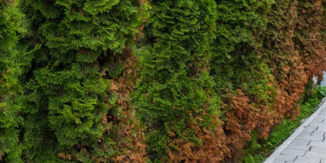 Browning Evergreen Trees