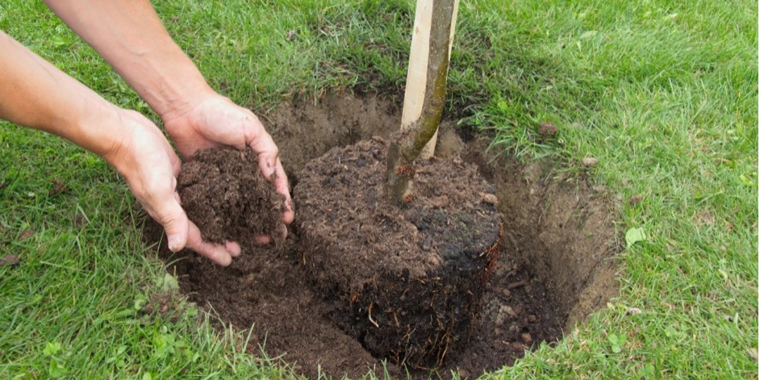 Planting a Tree
