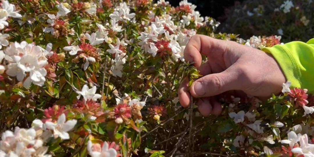 The Magic of Tree Growth Regulators