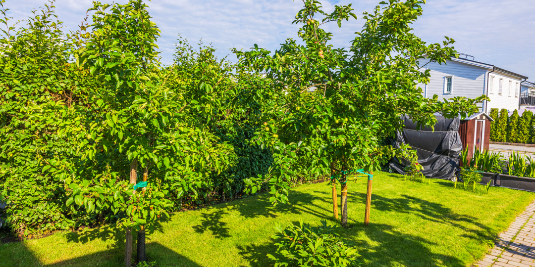 Young apple trees growing on green lawn near villa under sunny blue sky with decorative garden path.