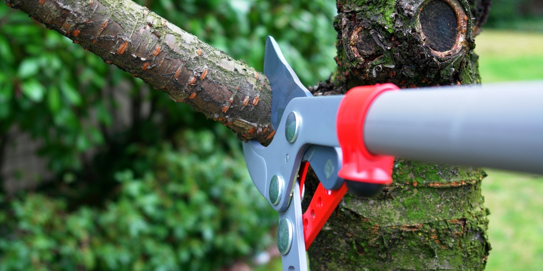 Close-up of long-handled loppers cutting a thick tree branch in Champions Park, TX, demonstrating professional tree trimming and limb removal services.