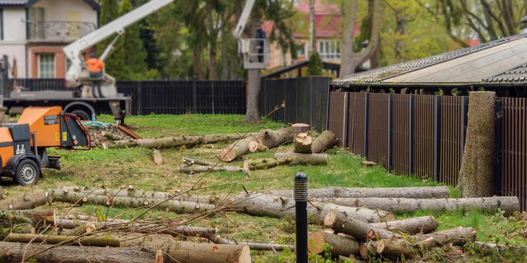 Tree removal work in residential yard with cut trunks and lift platform reflects arborist service and land clearing process.