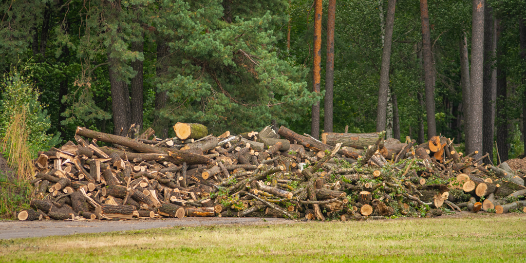pile of cut logs in forest