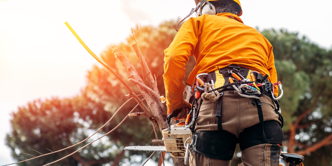 This image shows a close-up, low-angle shot of a professional arborist working high in a tree canopy. The worker is viewed from behind, emphasizing the technical gear and the height of the job.