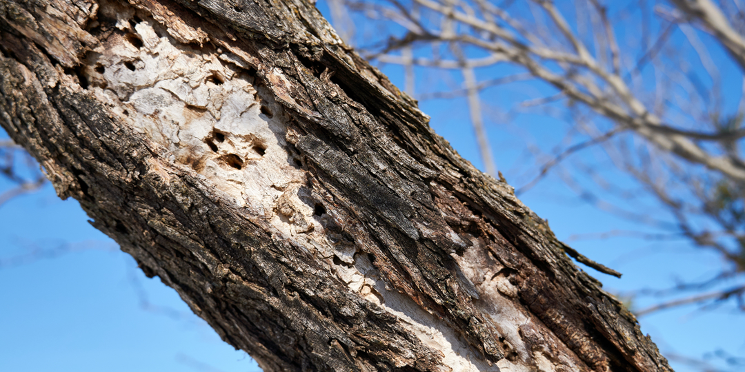 Blonding on a dead ash tree due to woodpecker damage after emerald ash borer infestation