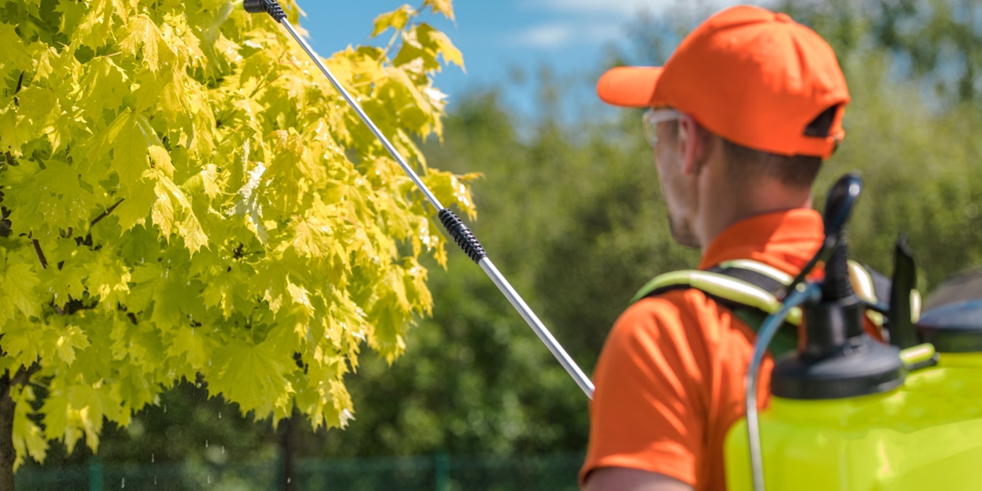 man spraying tree