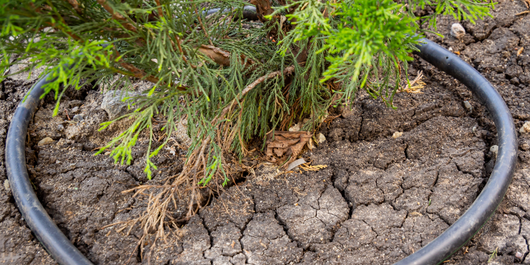 A drip irrigation hose is laid around the trunk of a conifer