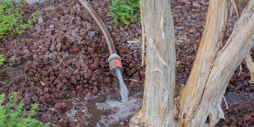 Dry summer season: watering a tree