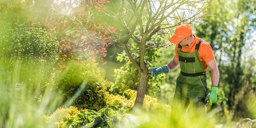 A professional arborist in green overalls and an orange hat inspecting the trunk of a small tree in a sunny, lush garden.