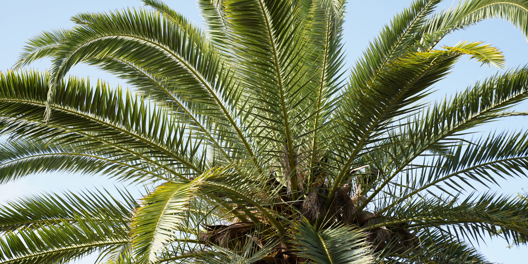 Up-close view of a large palm tree crown with long, green fronds against a clear blue sky.