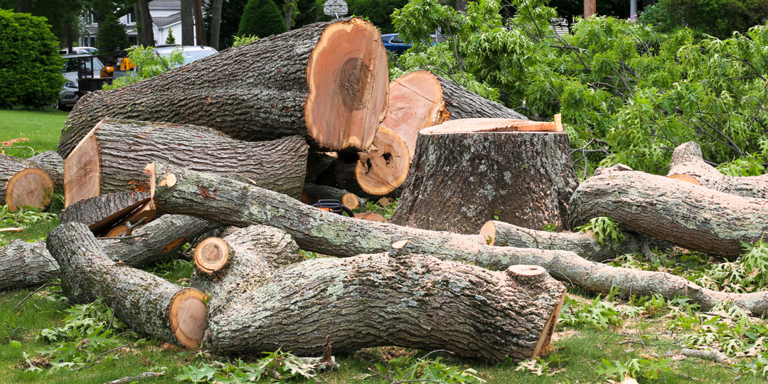Large tree logs and a fresh stump scattered across a green residential lawn after tree removal.