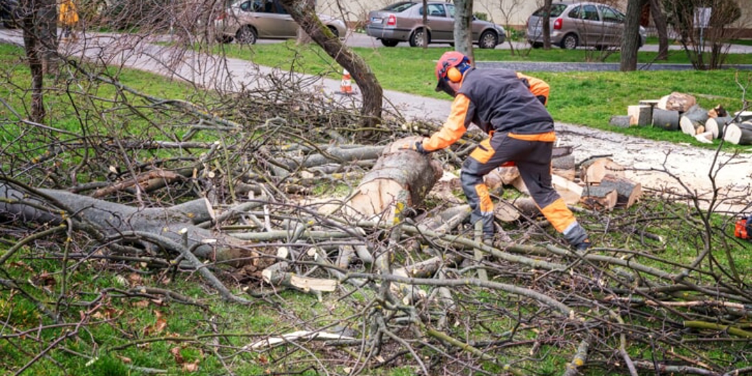 Tree Risk Assessment