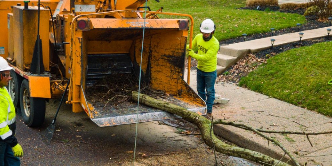 two men pruning trees