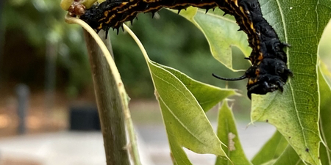 Oak Tree Diseases
