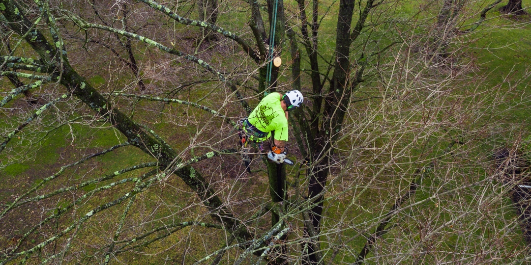 Tree Service Cardiff