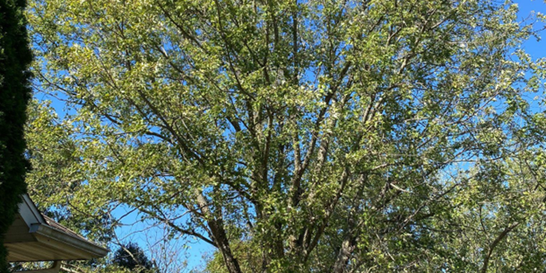 tree