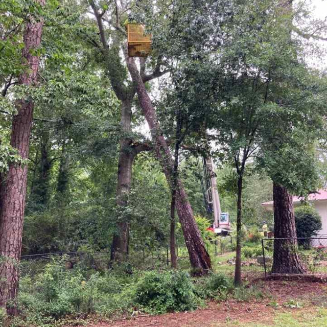 Photo Gallery | Monster Tree Service of Athens