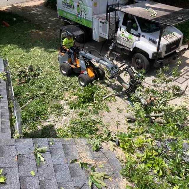 Photo Gallery | Monster Tree Service of Athens