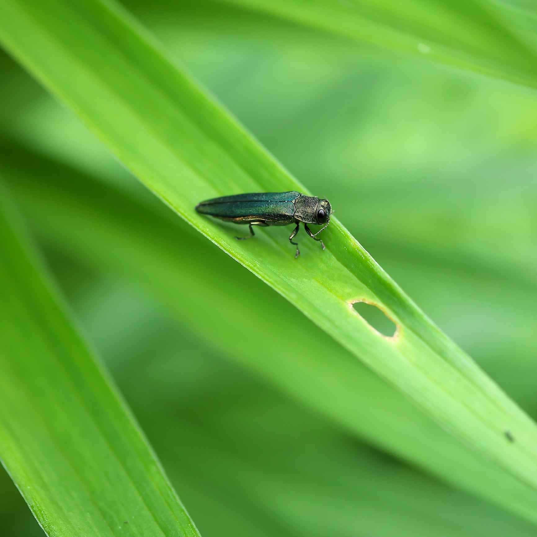 Emerald Ash Borer