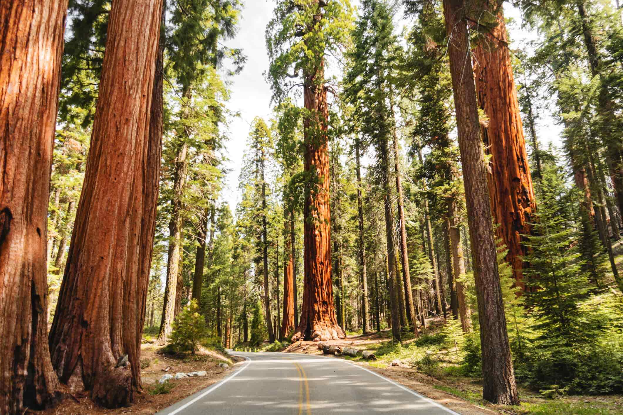 Top Romantic Trees - Redwood