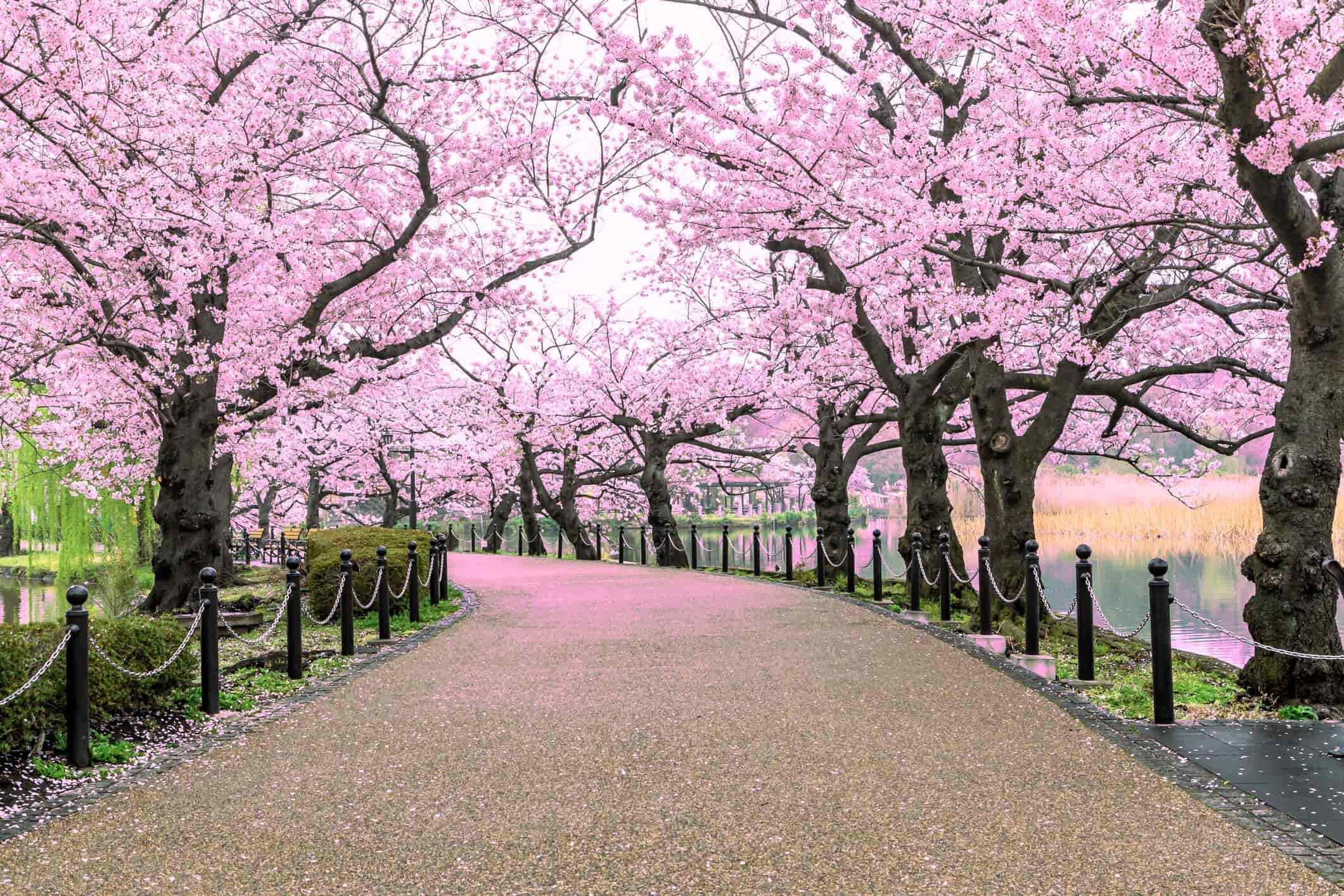 Top Romantic Trees - Cherry Blossom Tree