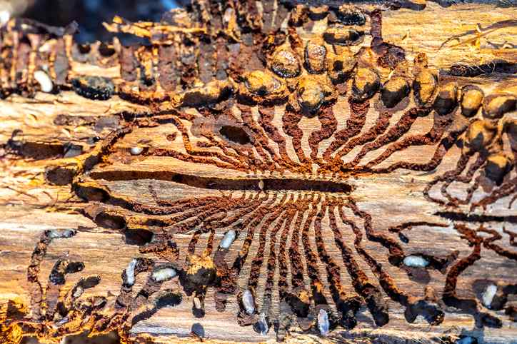 Damage from bark beetle