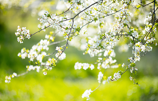 3 Effective Spring Tree Care Tips