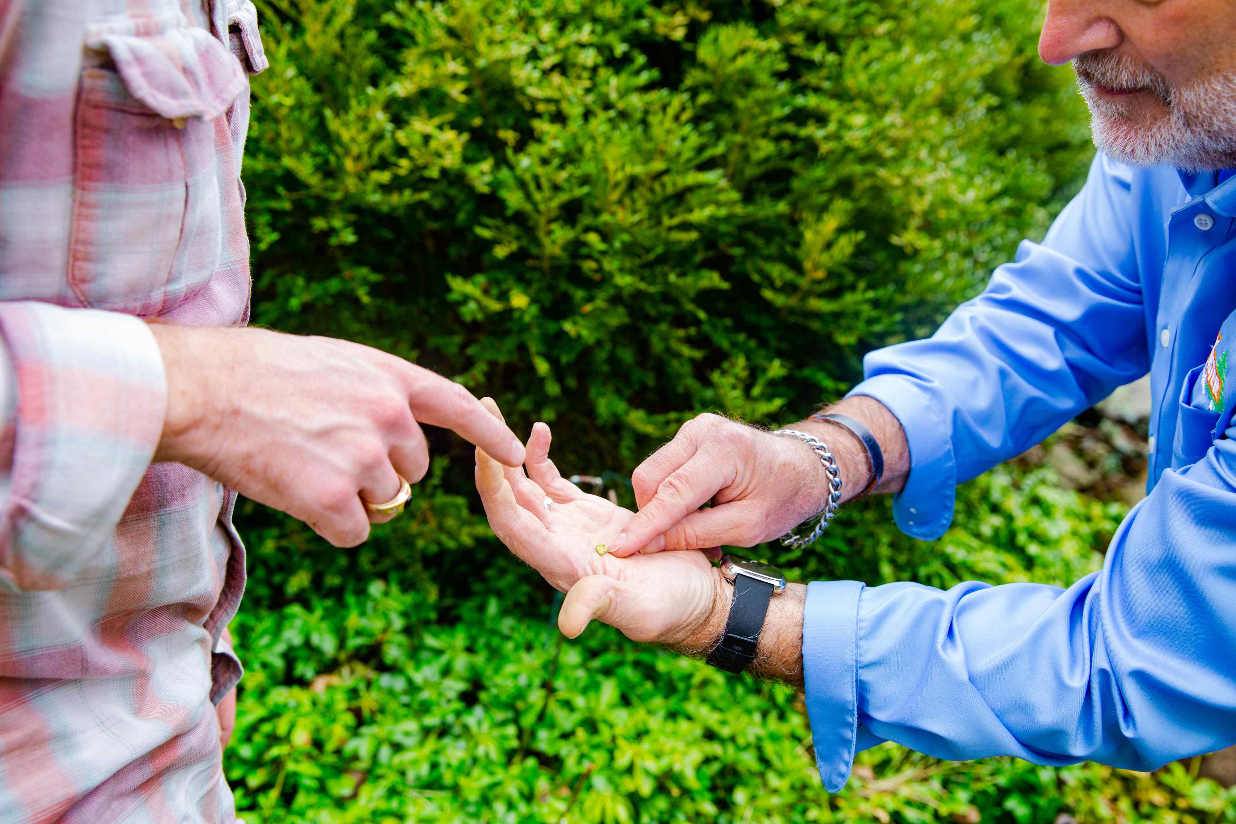 Plant Health Tree Removal Services