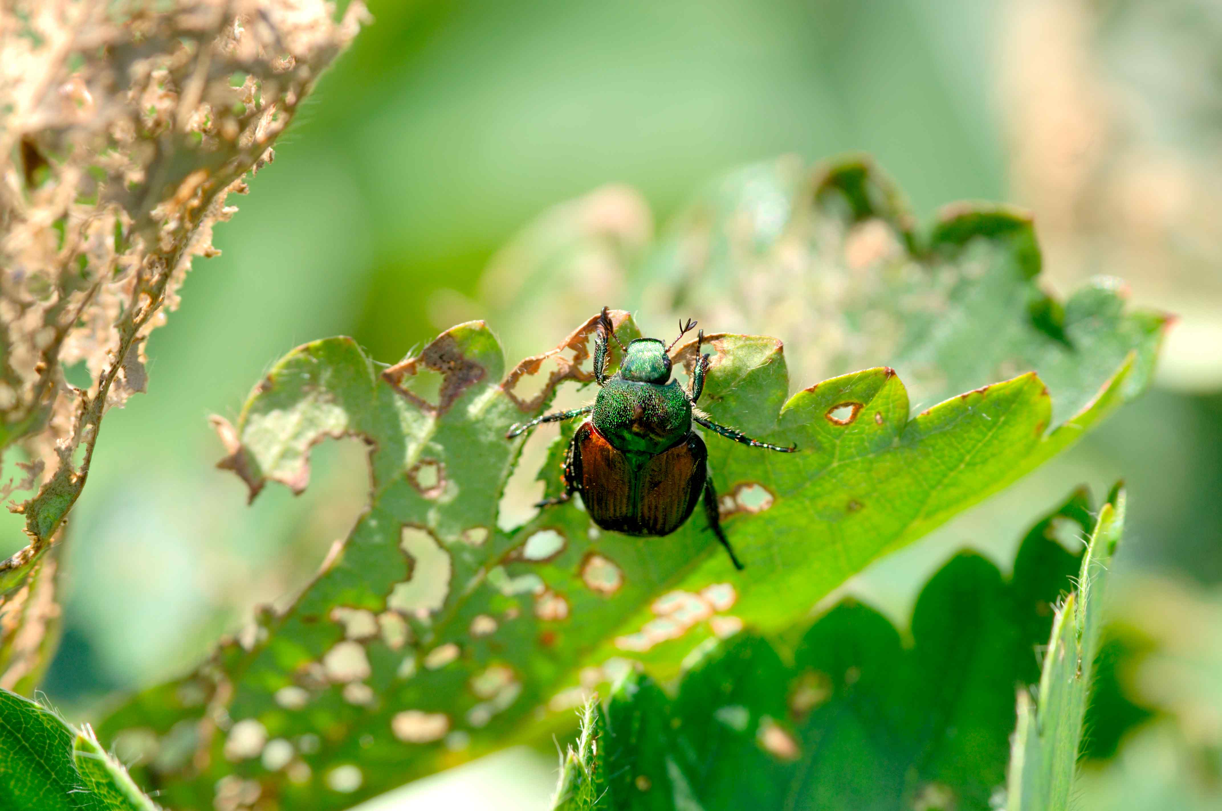 Learn How to Get Rid of Japanese Beetles in Your Trees