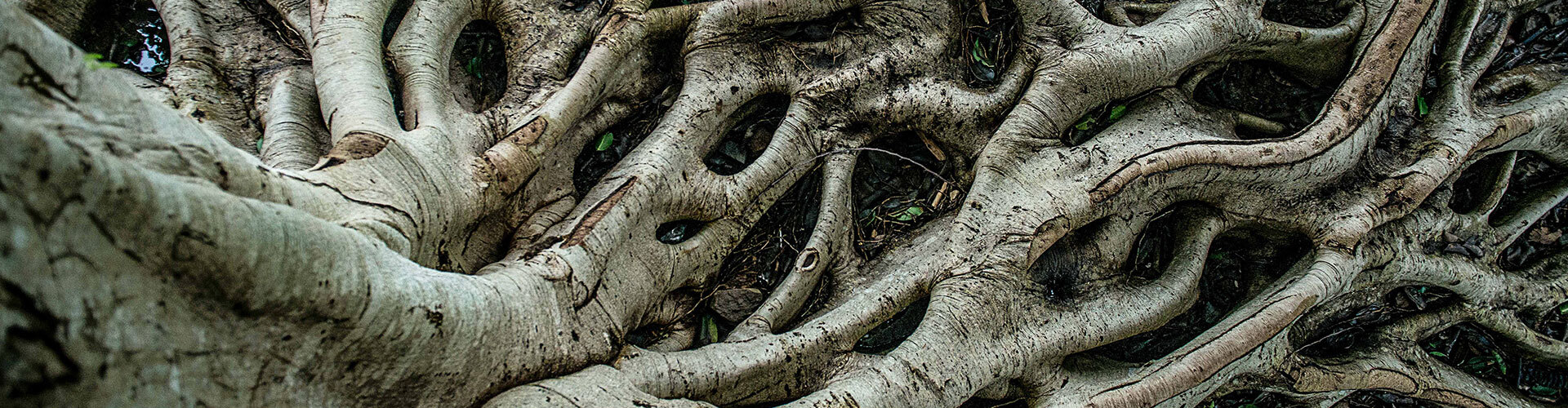 Root Collar Excavation Service Monster Tree Service