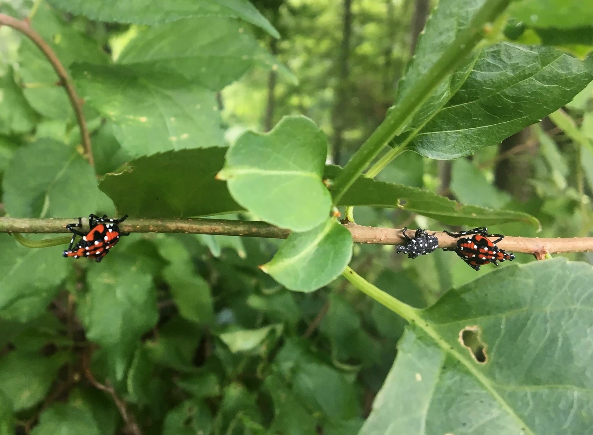 Immature nymph stage of spotted lanternfly 