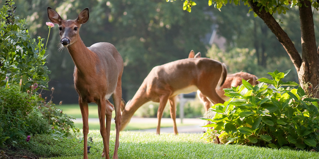 How to Protect Trees from Deer