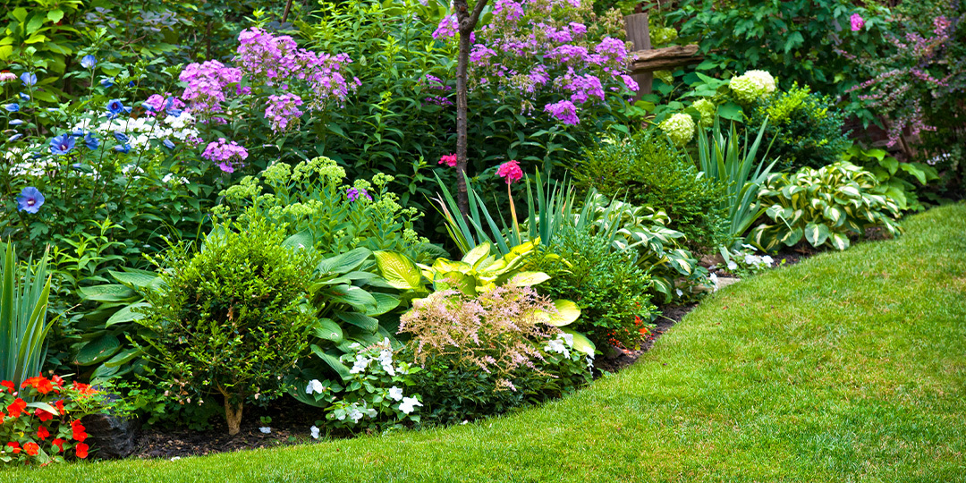 Why Are Native Plants Important And Why Should I Plant Them 