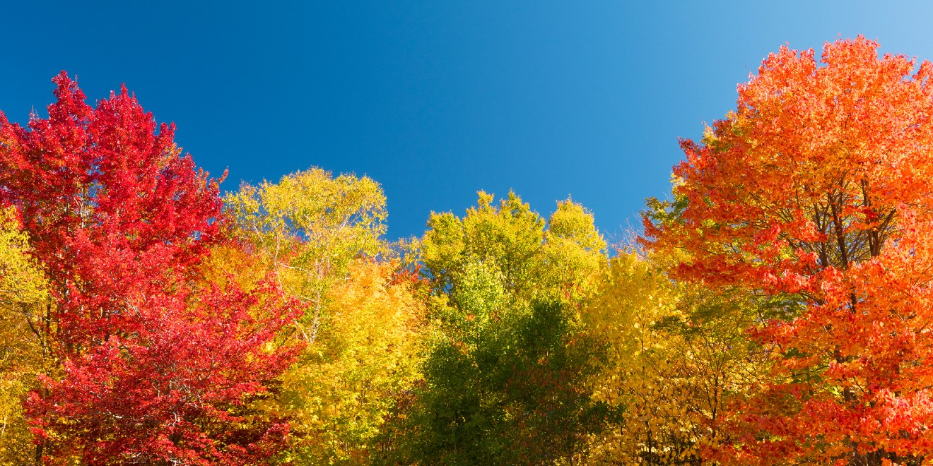 Find Out When Fall Tree Colors Will Be On Display This Autumn